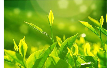 茶叶91视频一区二区溯源系统具有哪些优势价值?