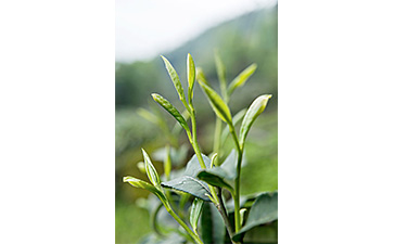 茶叶二维码91视频一区二区标签可以带来哪些优势价值已经特点?